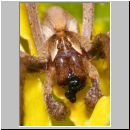 Pisaura mirabilis - Listspinne 10.jpg